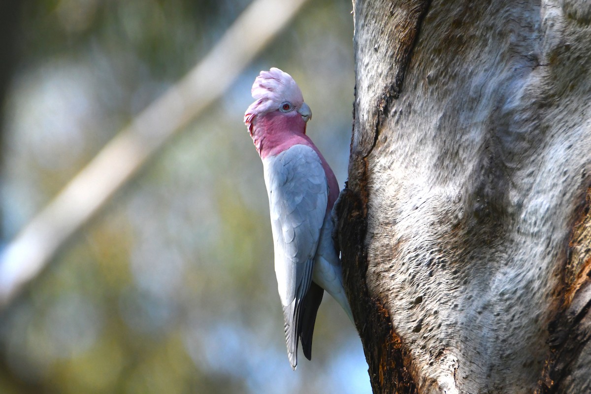 Galah - ML623774314