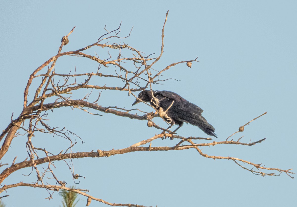 American Crow - ML623774331