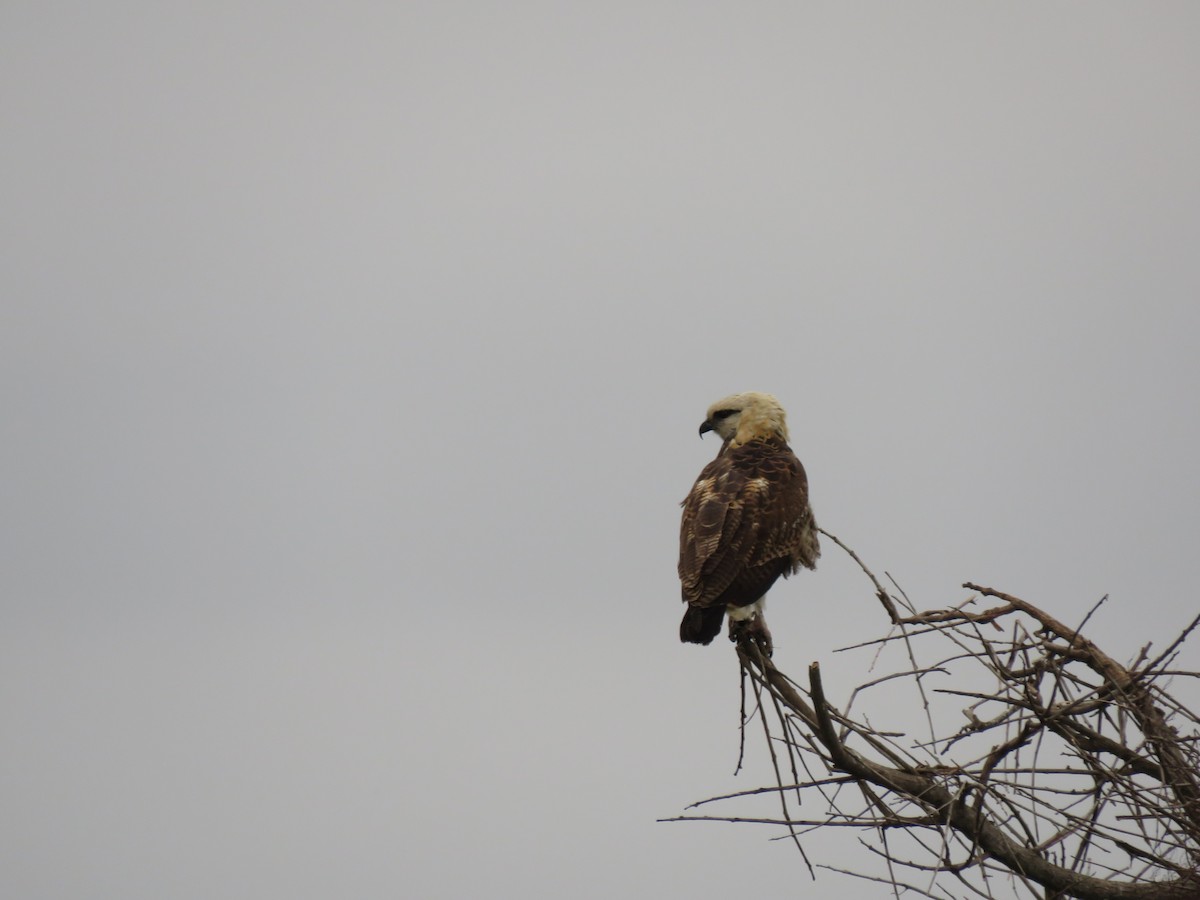 Black-collared Hawk - ML623774341