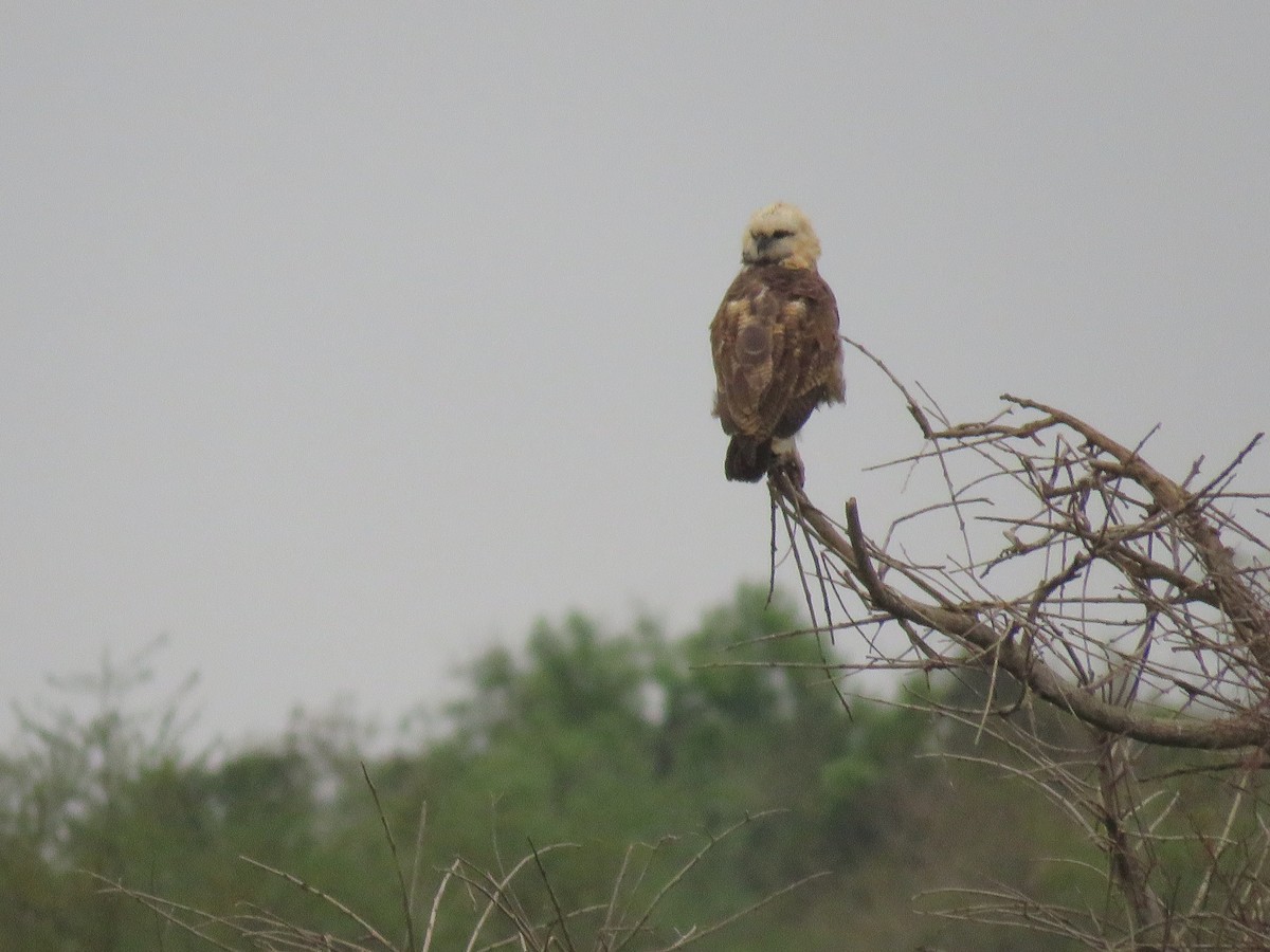 Black-collared Hawk - ML623774342