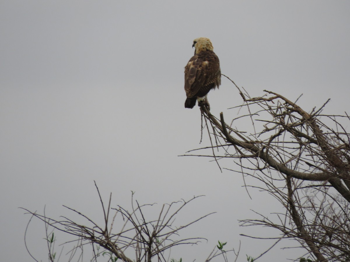 Black-collared Hawk - ML623774343