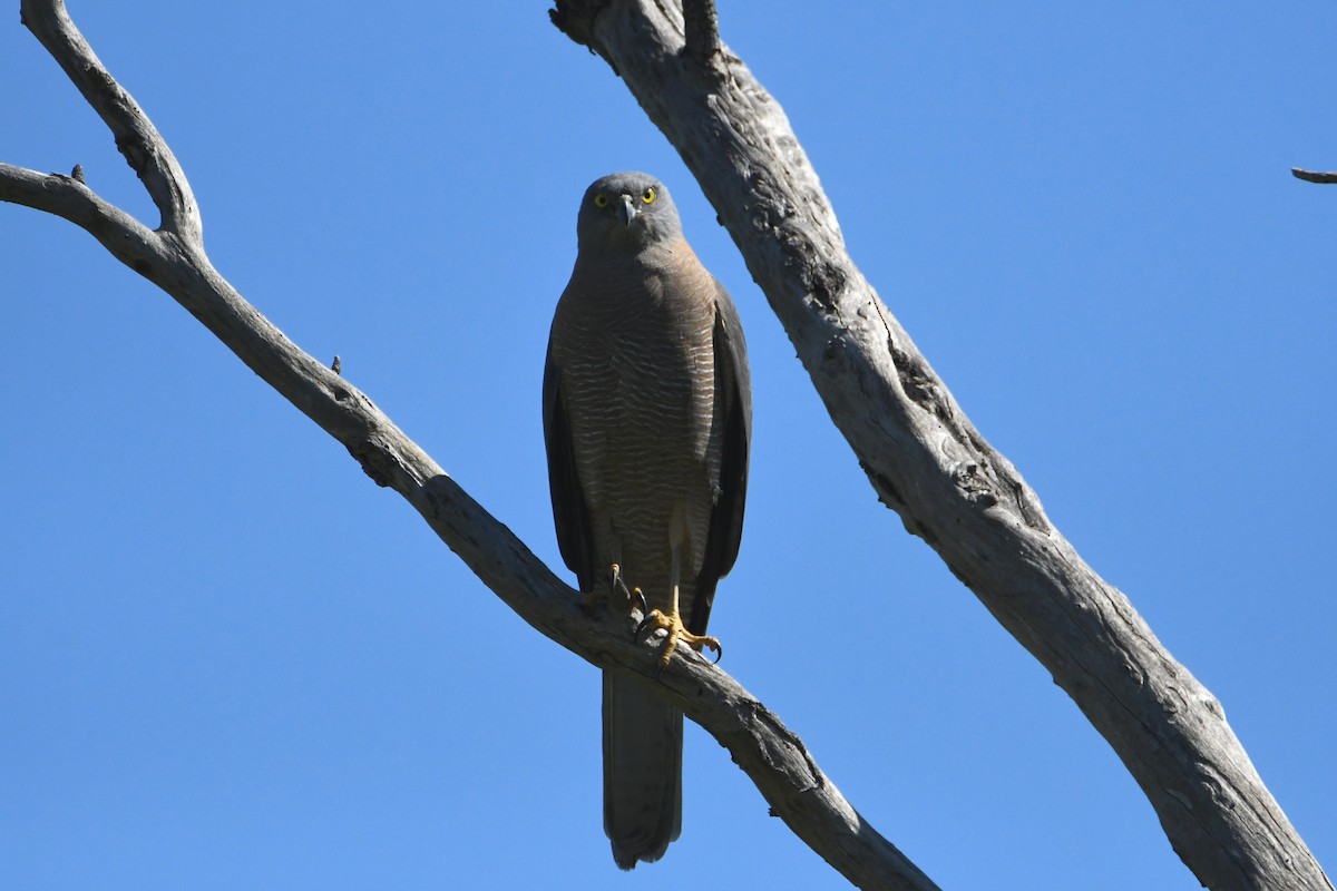 Brown Goshawk - ML623774345