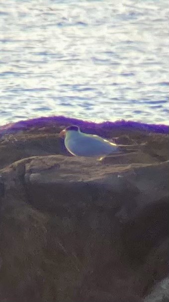 Caspian Tern - ML623774350