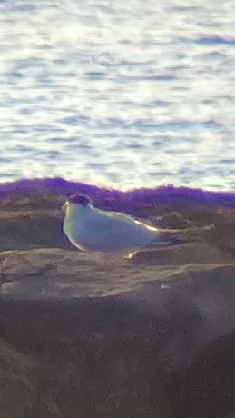 Caspian Tern - ML623774351