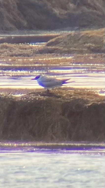 Caspian Tern - ML623774352