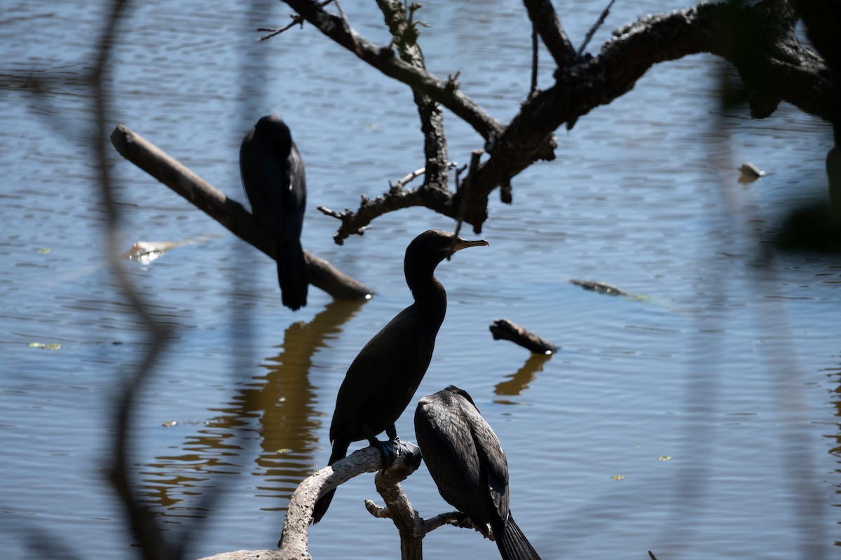 Cormorán Biguá - ML623774370