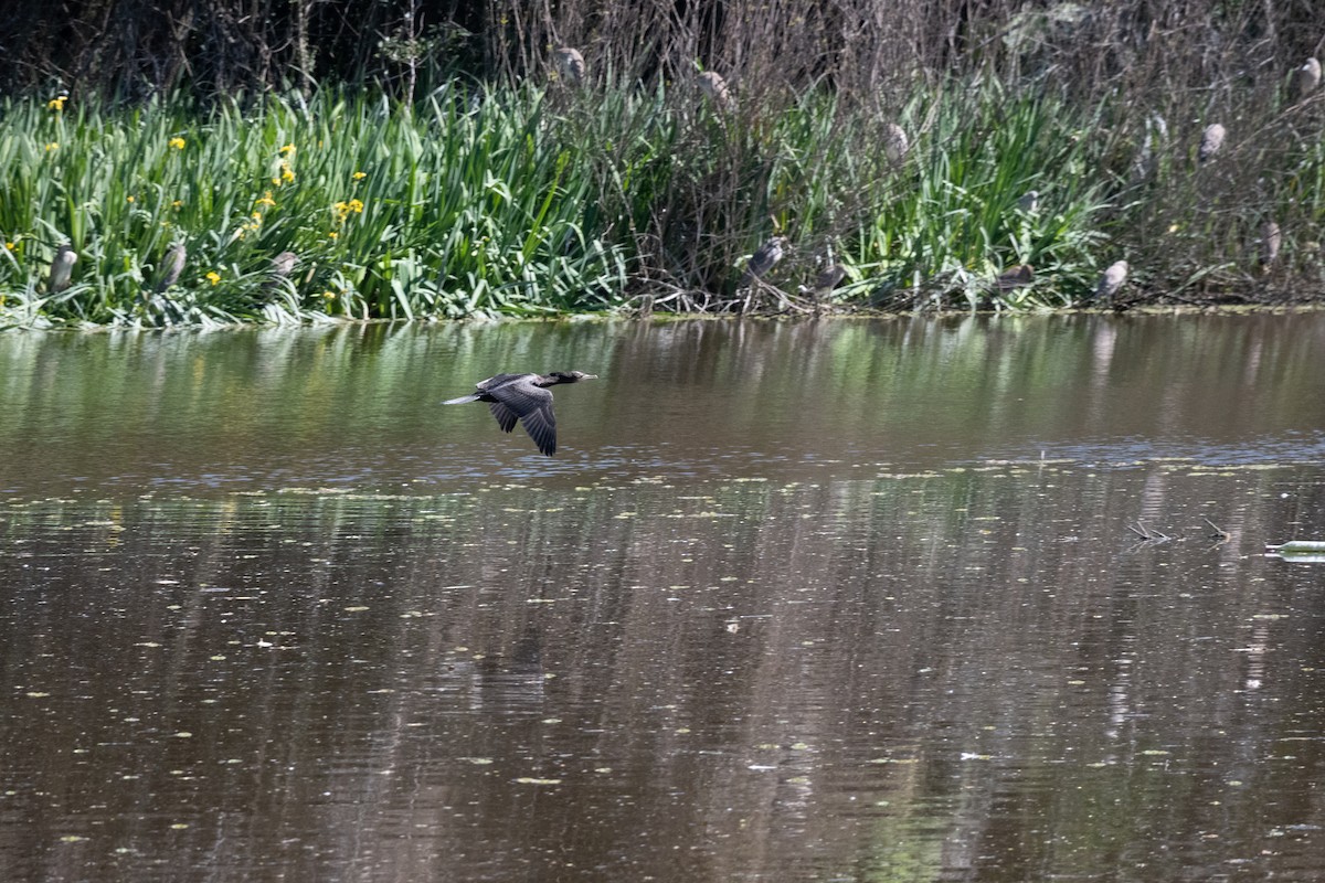 Cormorán Biguá - ML623774374