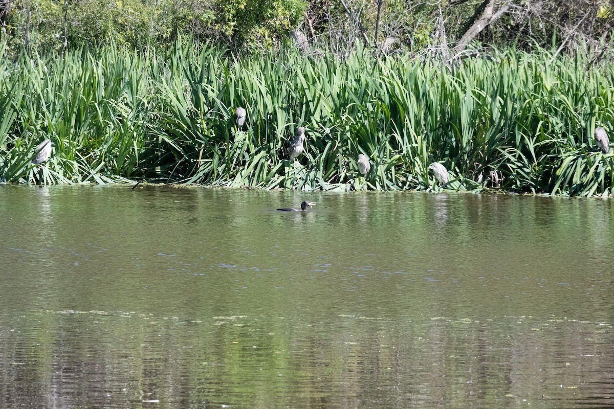 Cormorán Biguá - ML623774375