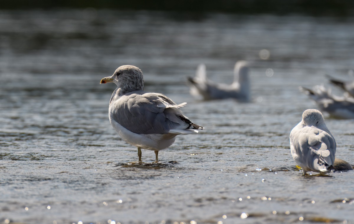 California Gull - ML623774391