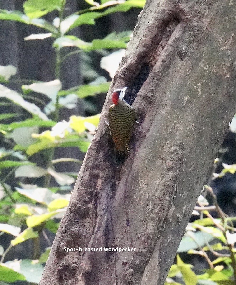 Spot-breasted Woodpecker - ML623774409