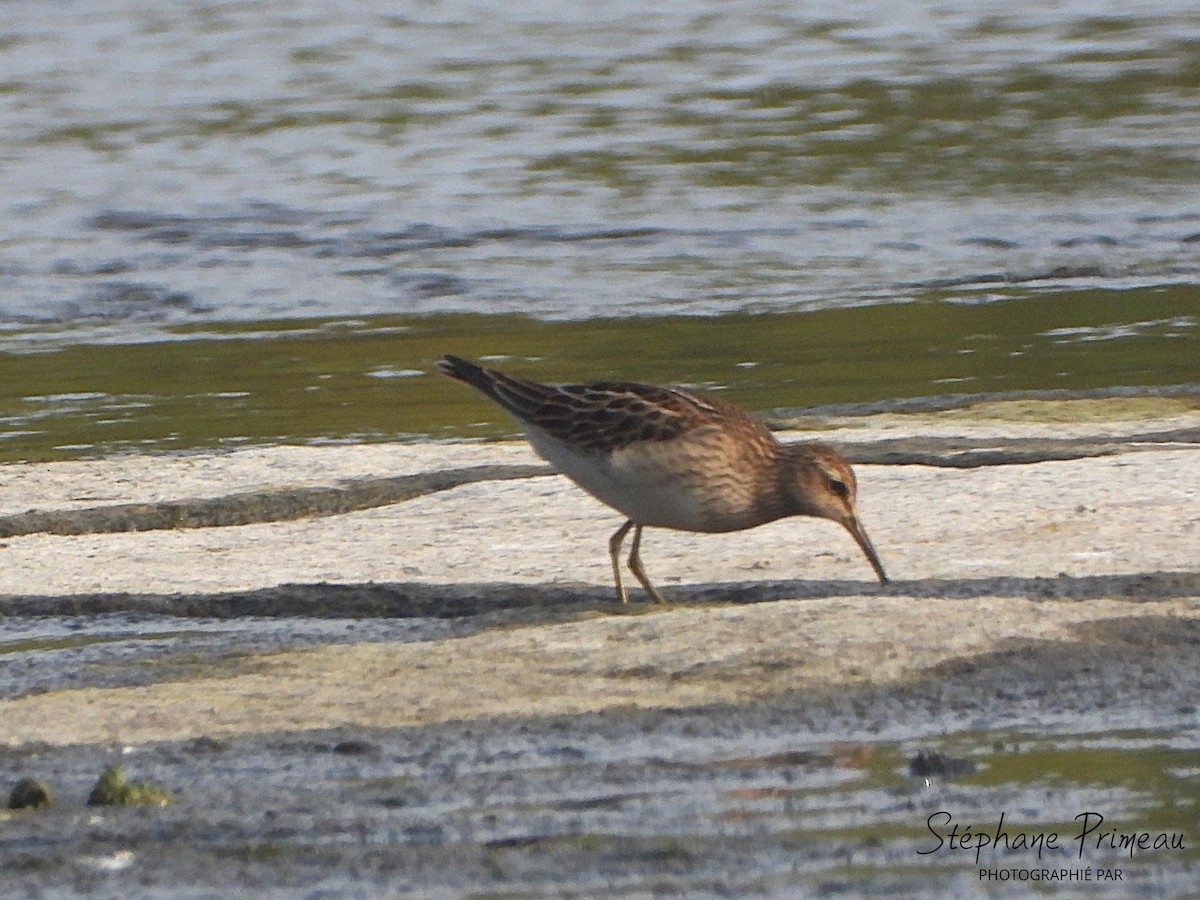 Pectoral Sandpiper - ML623774420