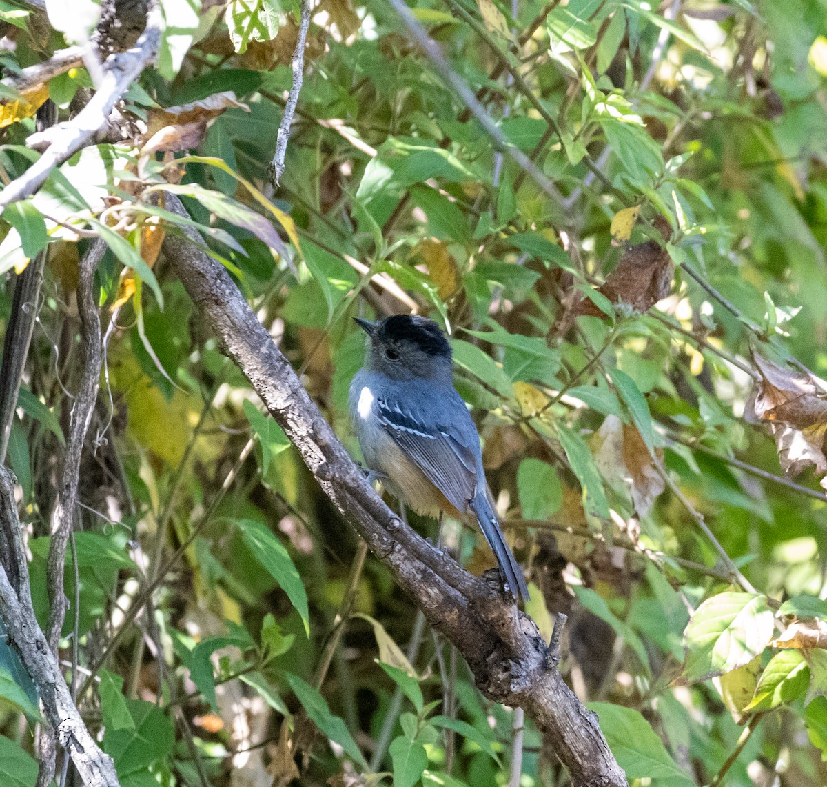 Batará Variable - ML623774425