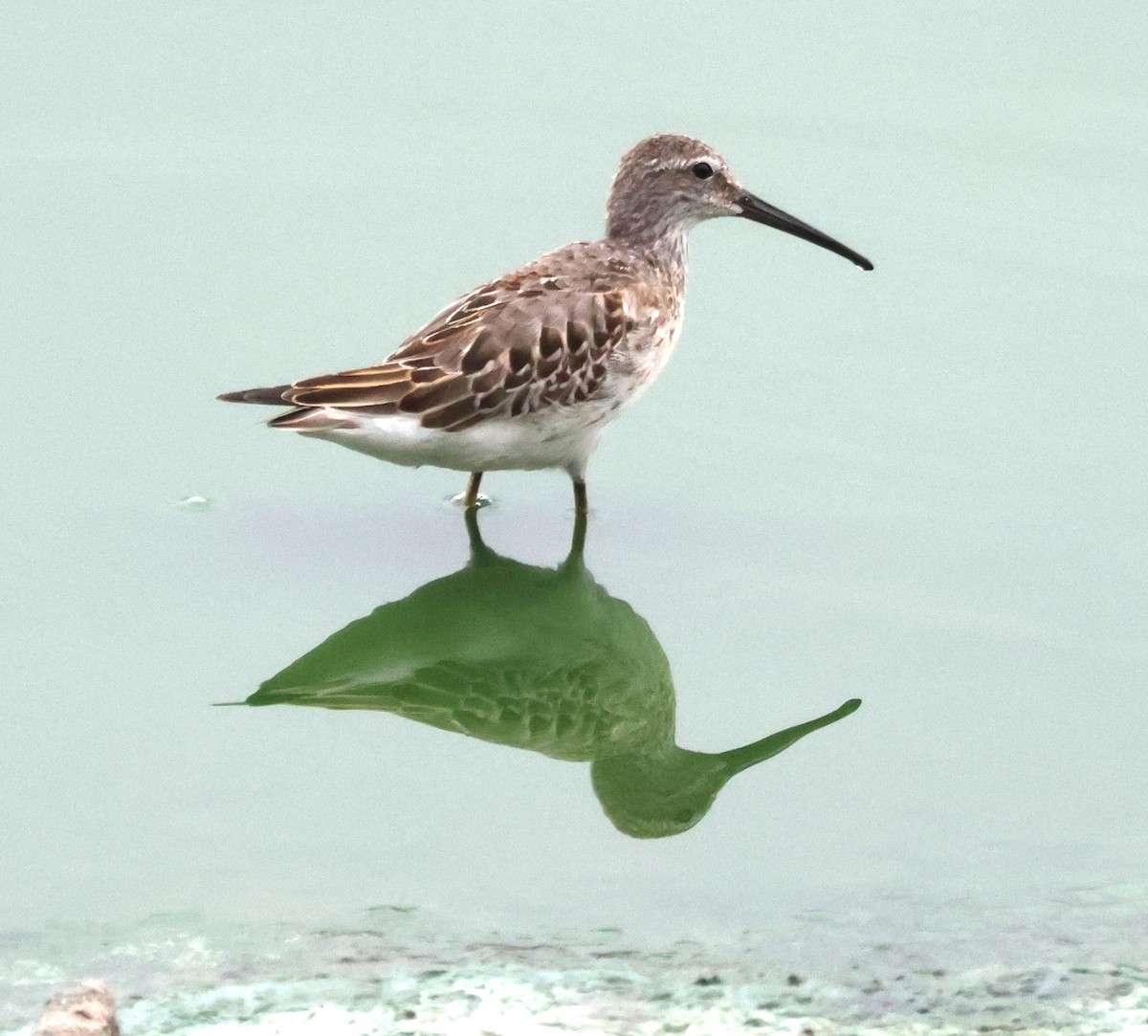 Stilt Sandpiper - ML623774443