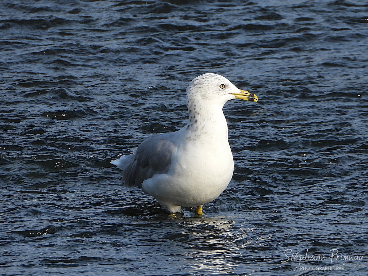 Ring-billed Gull - ML623774444