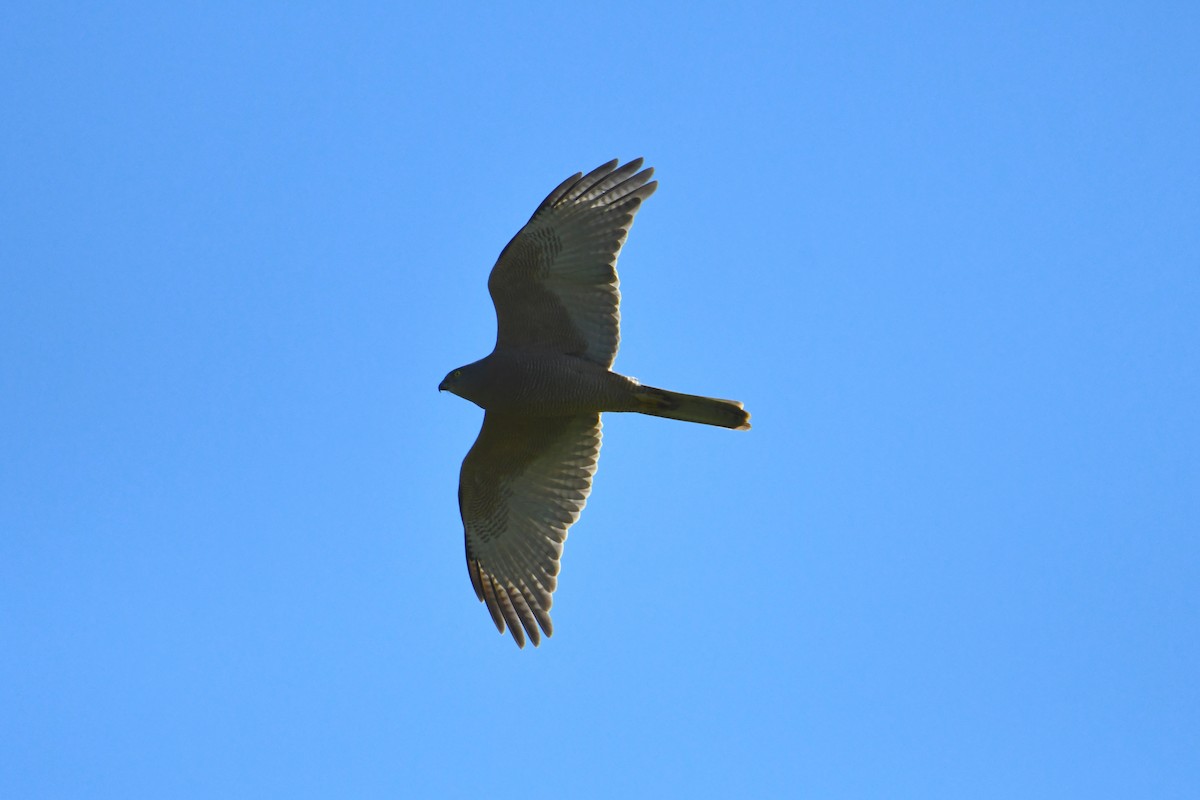 Brown Goshawk - ML623774451