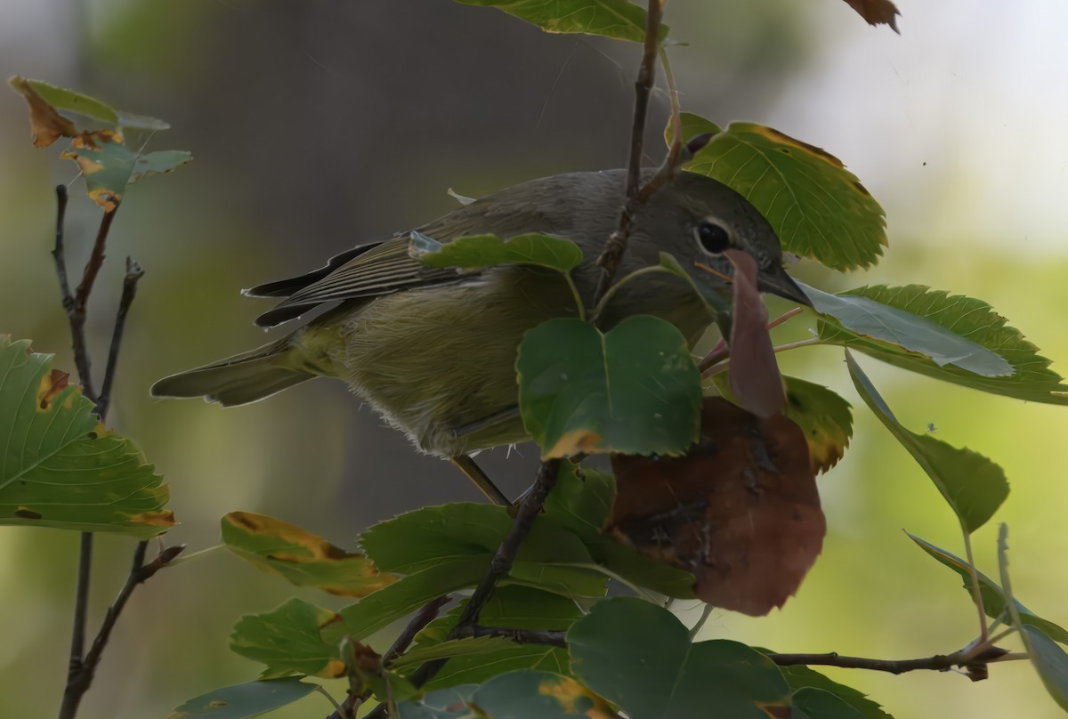 Orange-crowned Warbler - Nicole Kaufmann