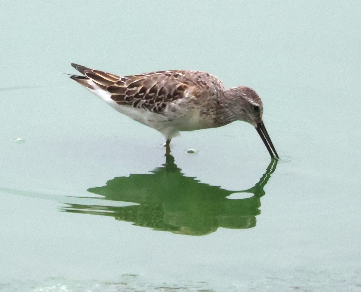 Stilt Sandpiper - ML623774456