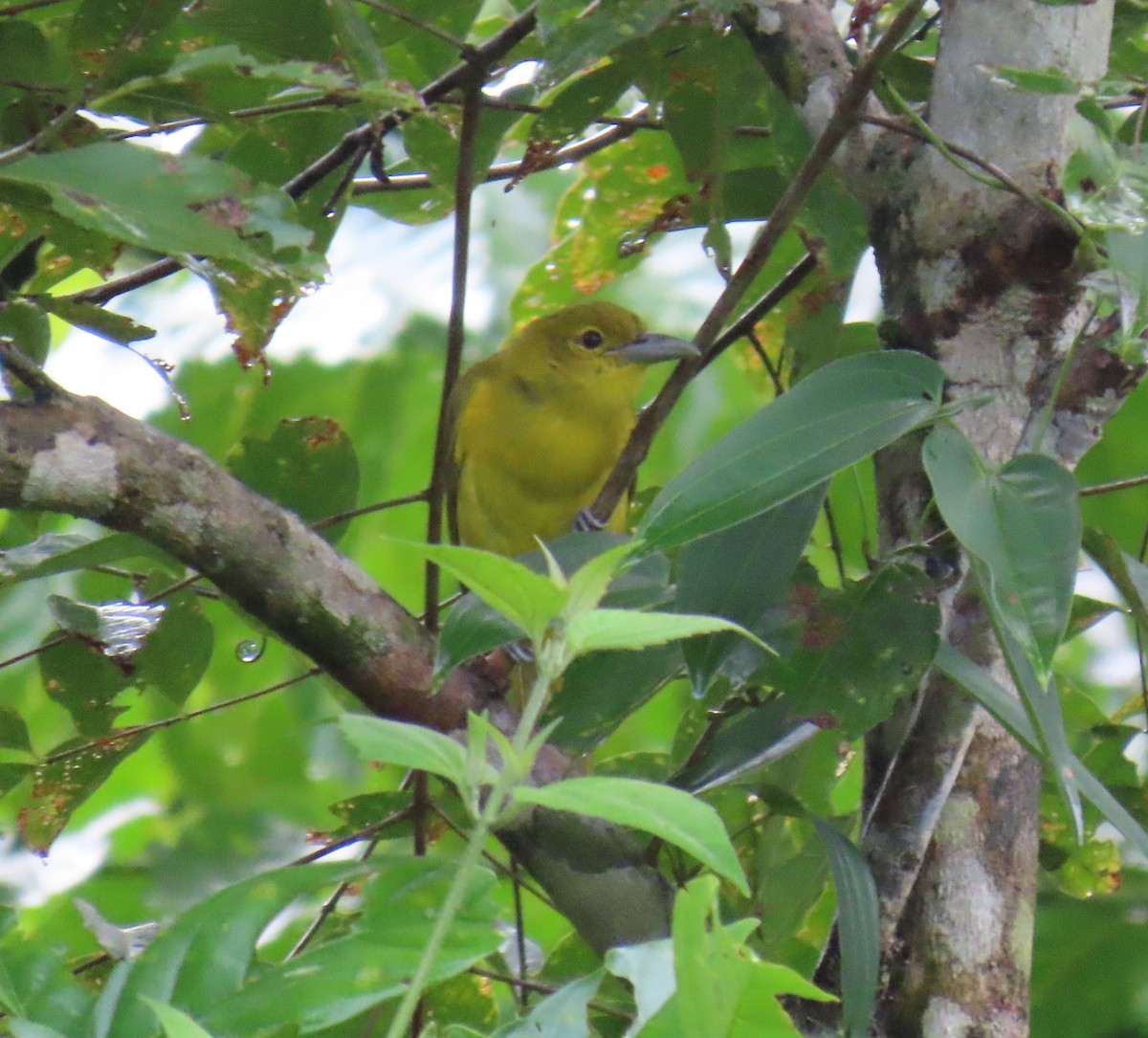 Isabela Oriole - ML623774479