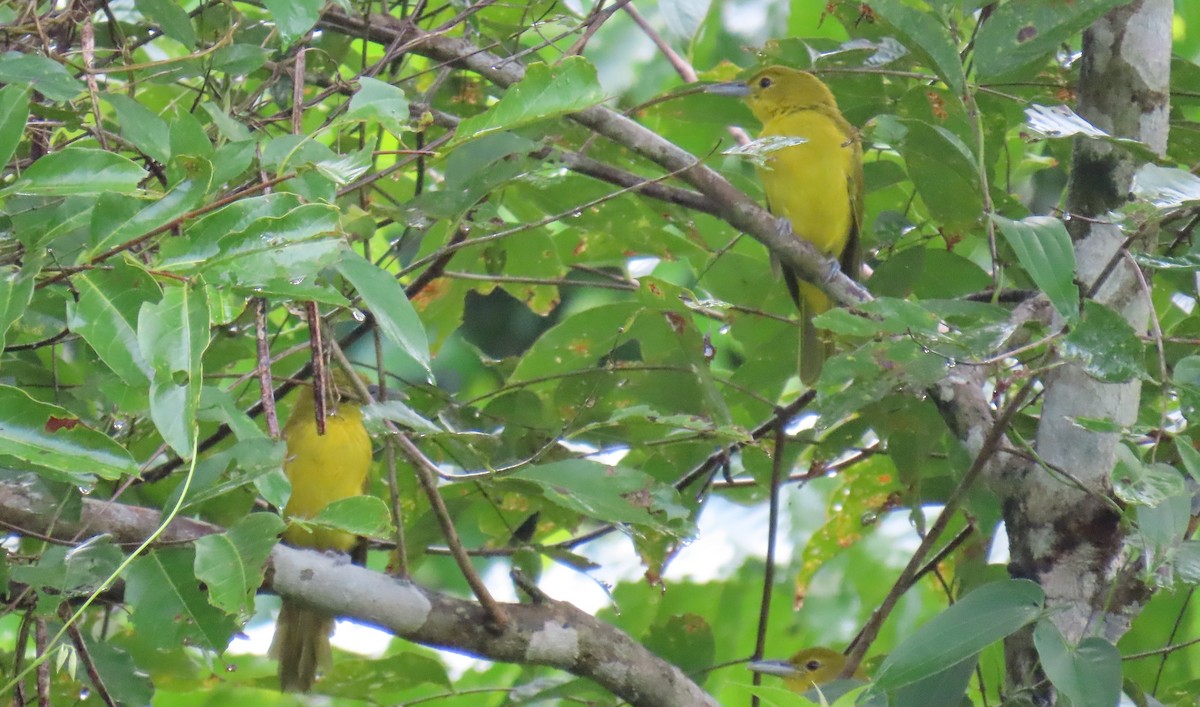 Isabela Oriole - Mark Bezuijen