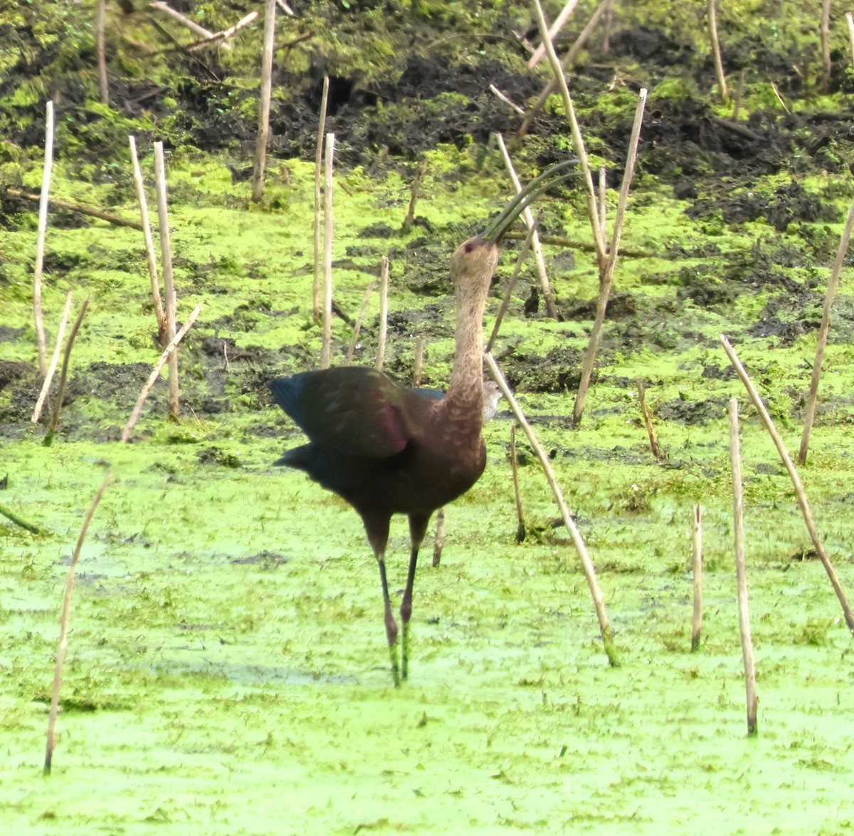 White-faced Ibis - ML623774483