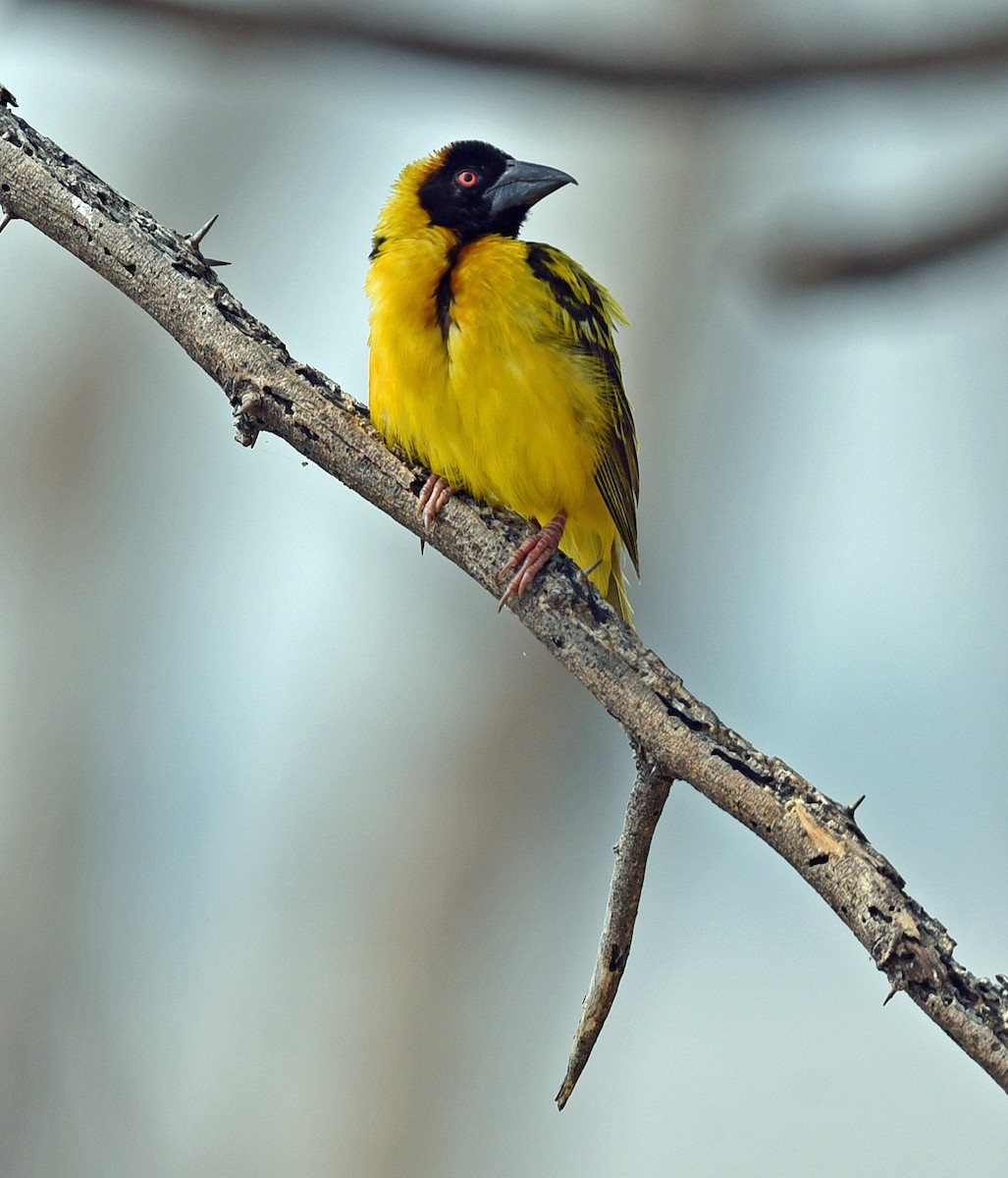 Village Weaver - ML623774497