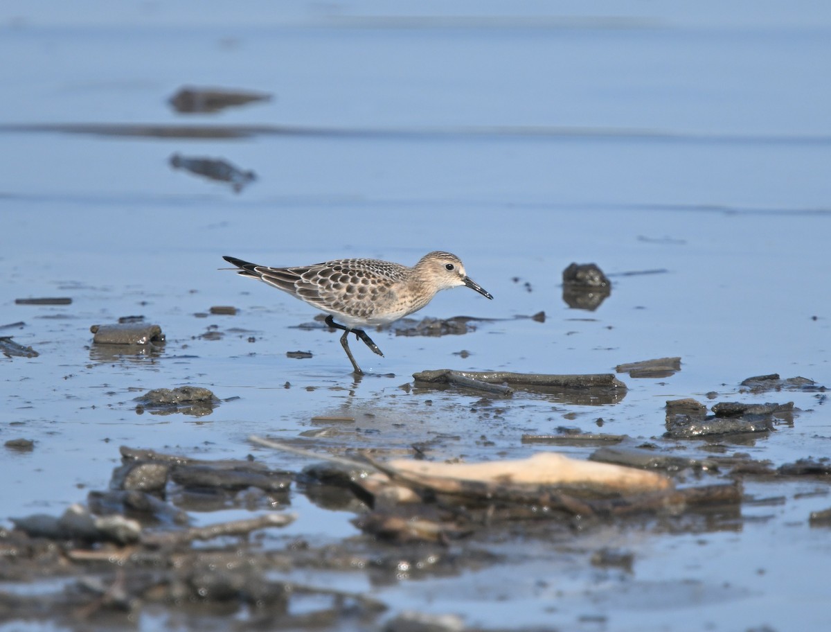 Baird's Sandpiper - ML623774525