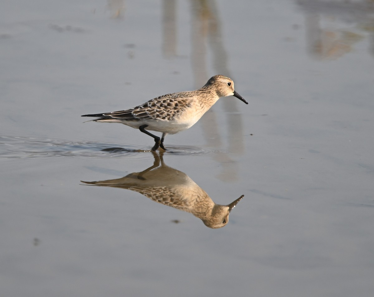 Baird's Sandpiper - ML623774527