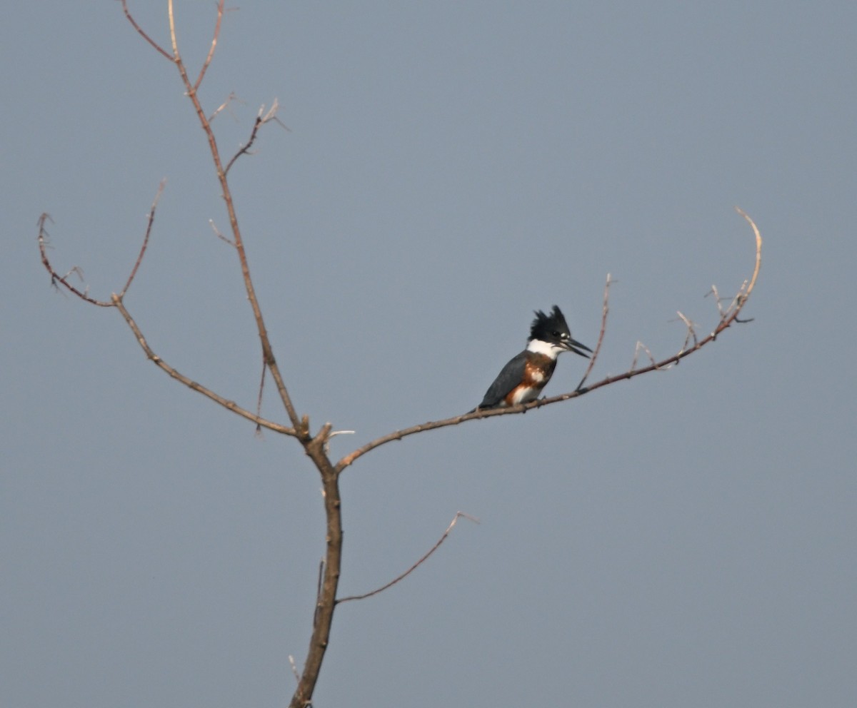 Belted Kingfisher - ML623774553