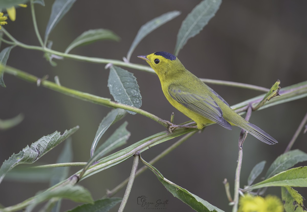Wilson's Warbler - ML623774613