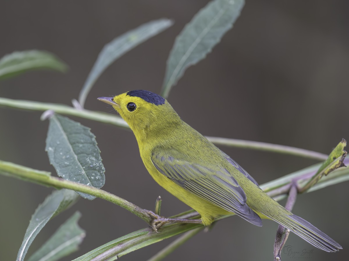 Wilson's Warbler - ML623774614