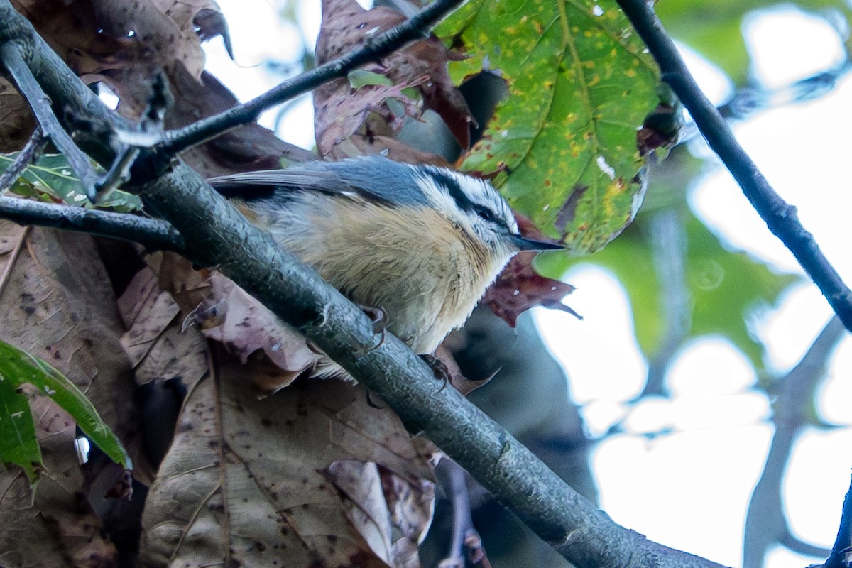 ムネアカゴジュウカラ - ML623774615