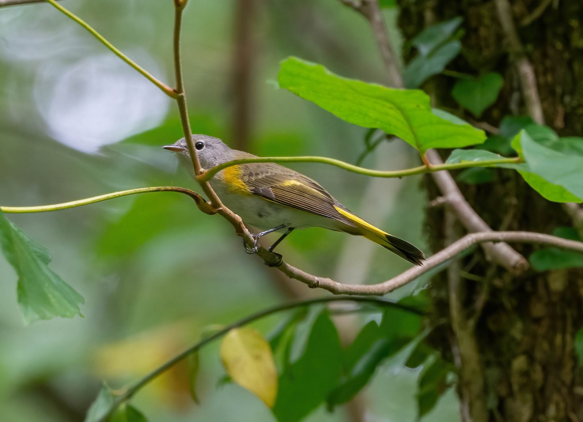 American Redstart - ML623774621