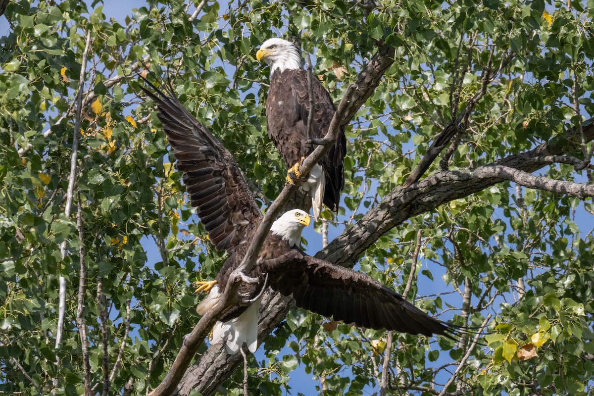 Bald Eagle - Rick Wilhoit