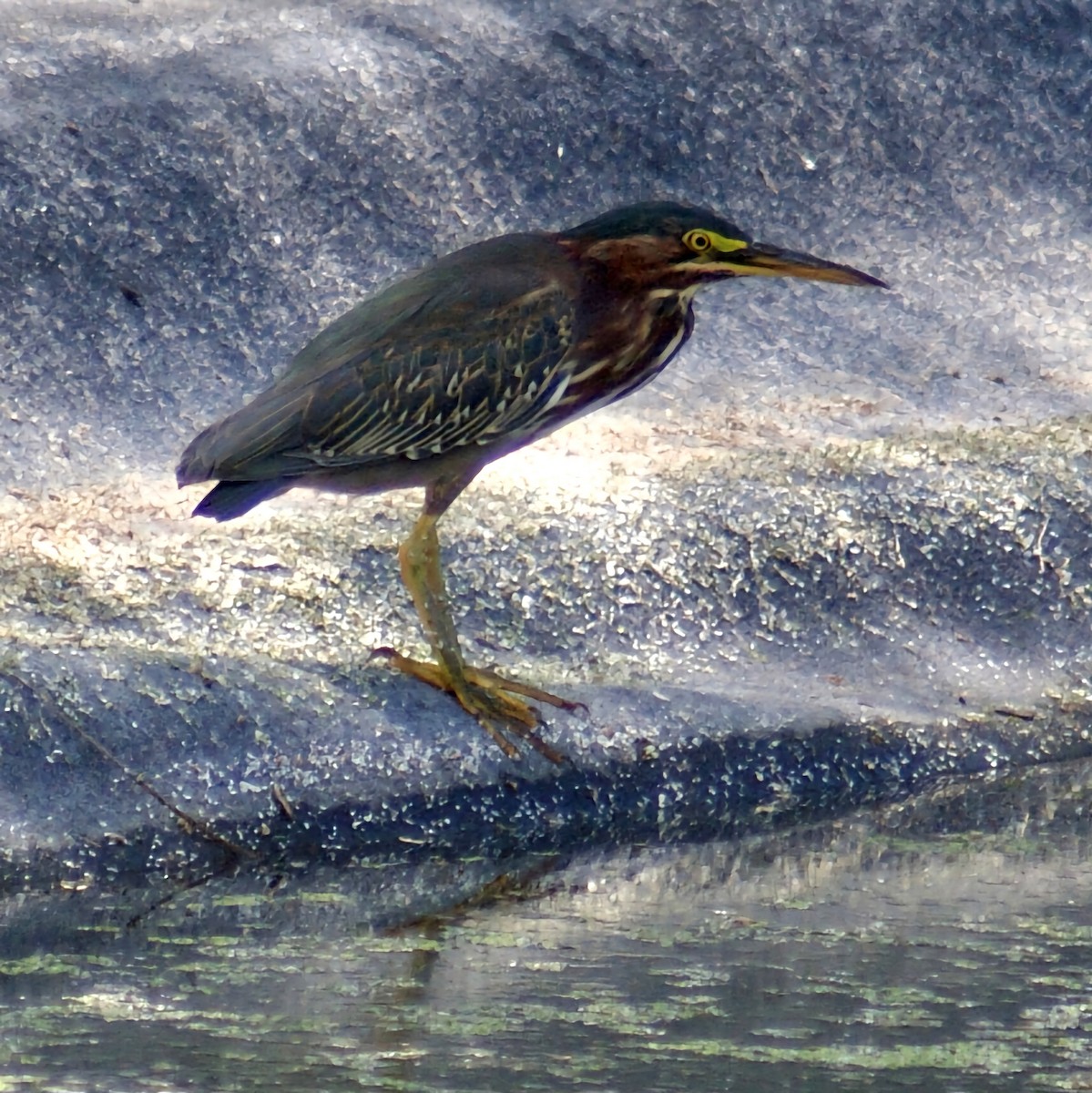 Green Heron - ML623774645