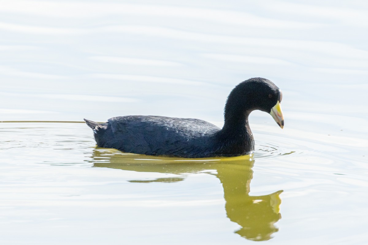 American Coot - ML623774655