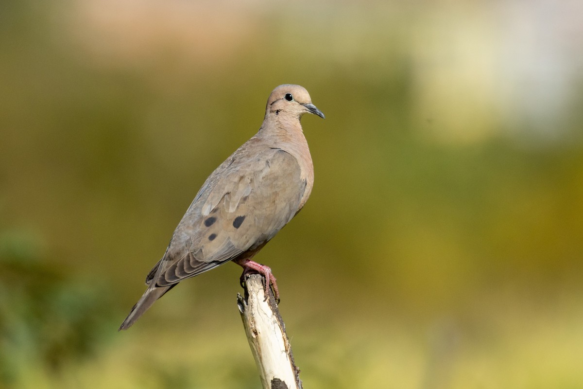 Eared Dove - John  Bernal