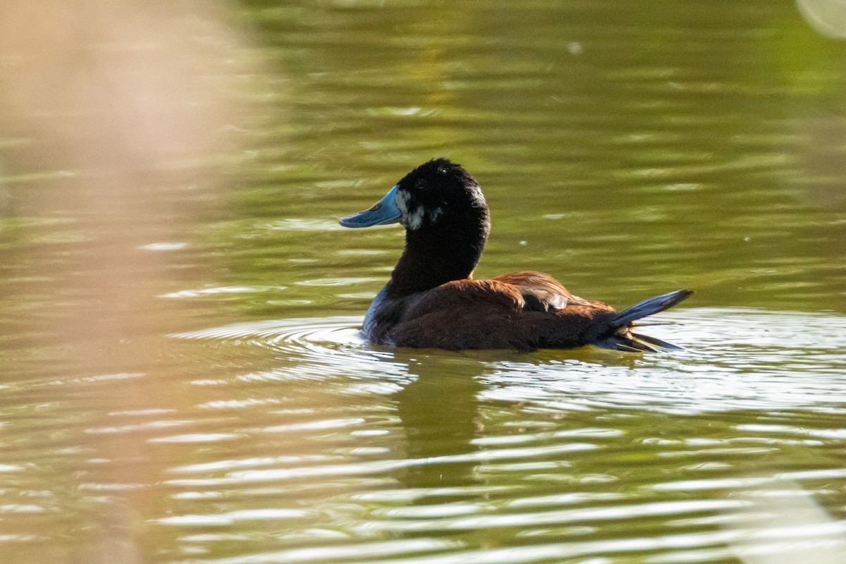 Andean Duck (andina) - John  Bernal