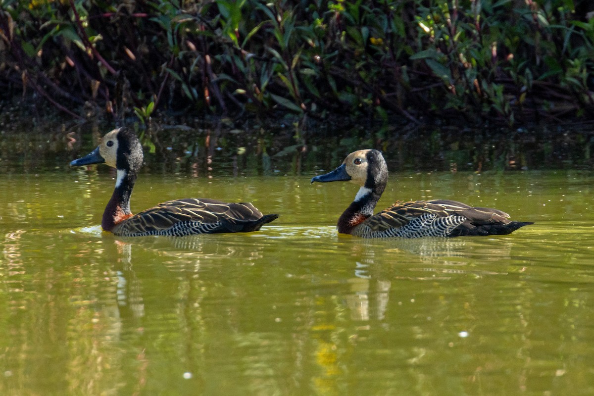 White-faced Whistling-Duck - ML623774671