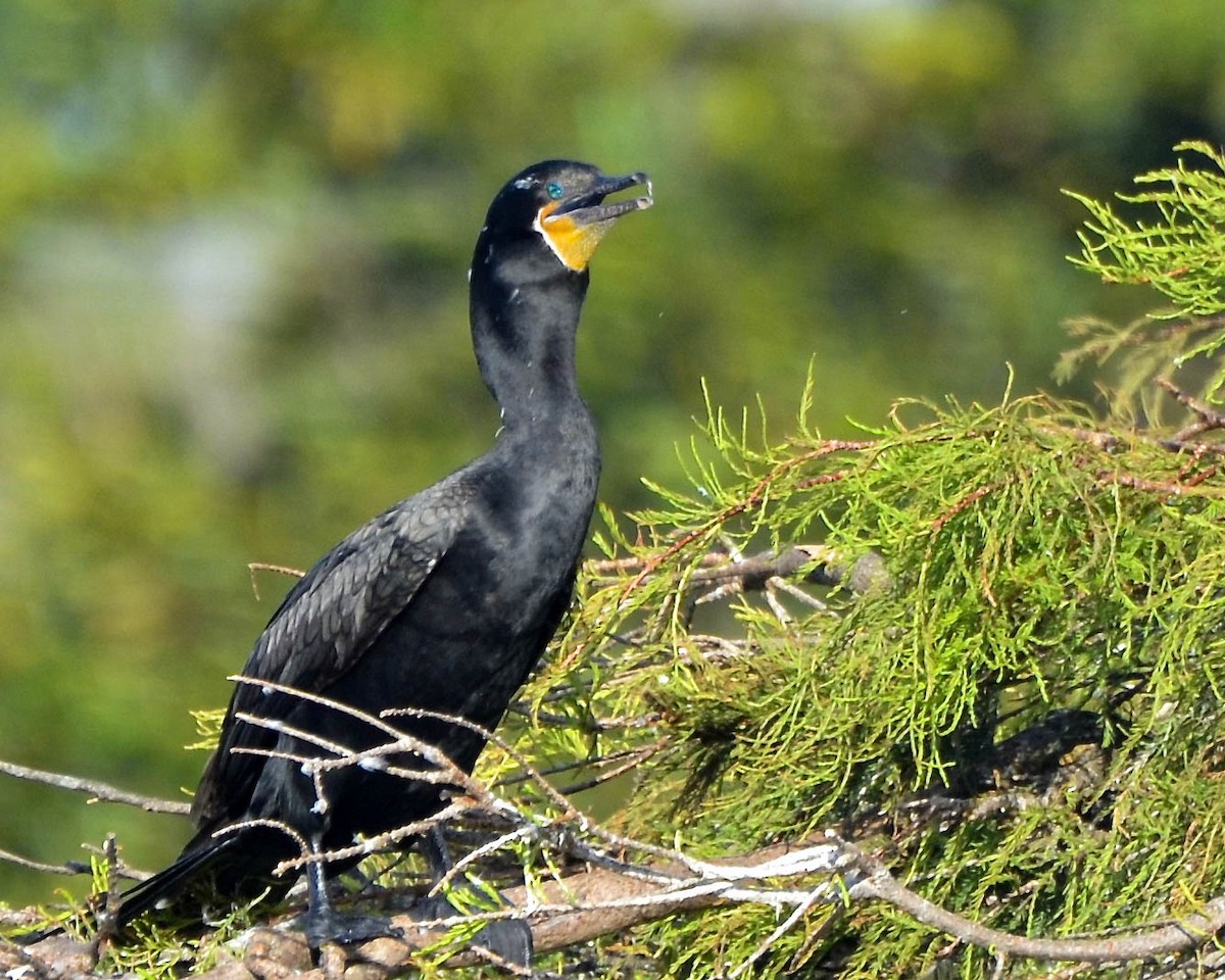 Neotropic Cormorant - ML623774678