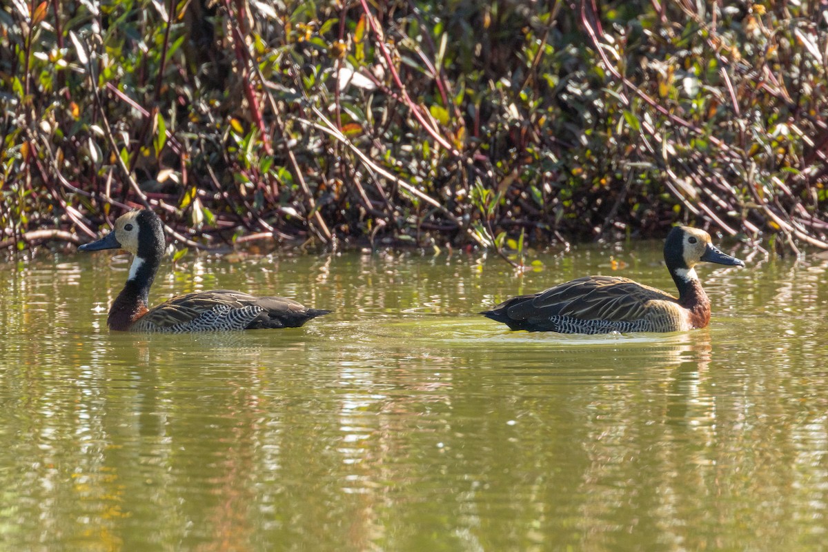 White-faced Whistling-Duck - ML623774679