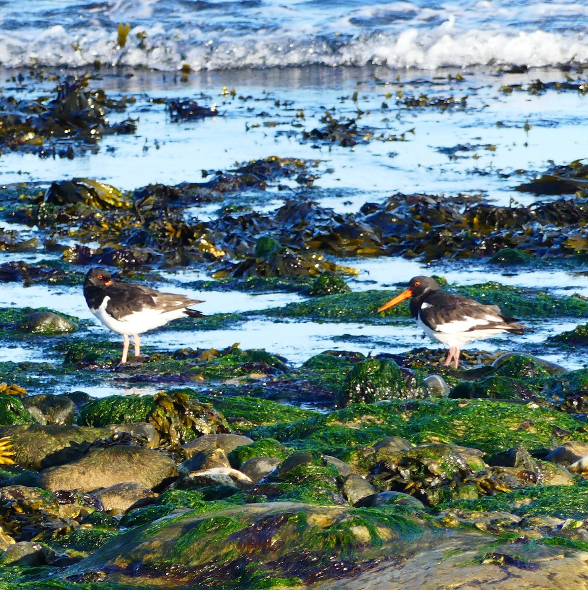 Eurasian Oystercatcher - ML623774681