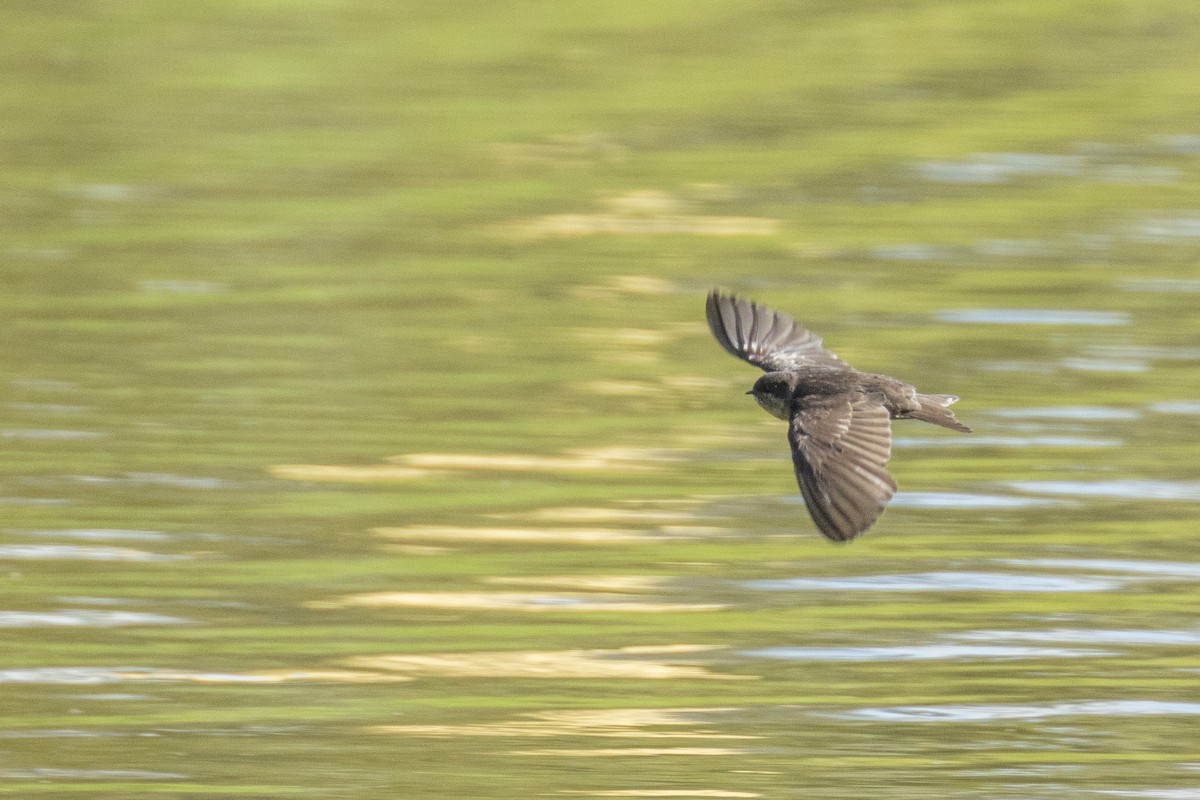 Brown-bellied Swallow - ML623774696