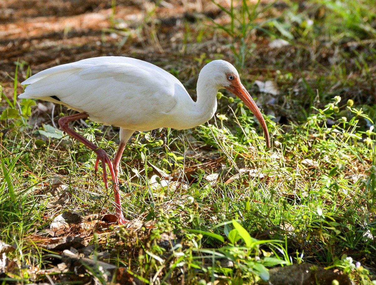 White Ibis - ML623774708