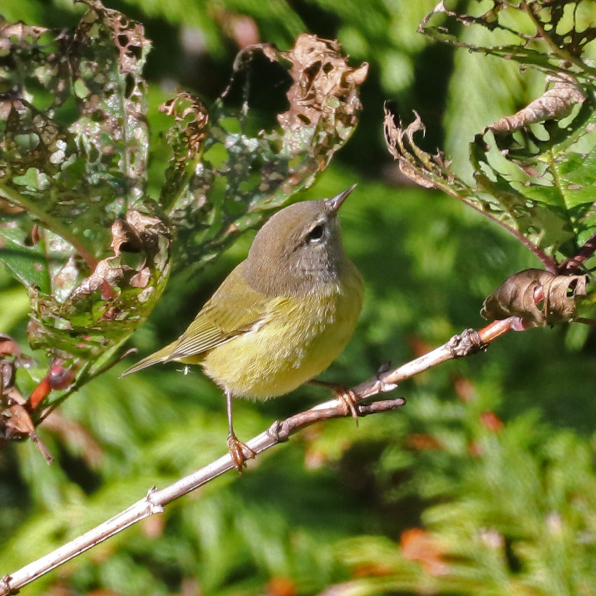 oransjekroneparula - ML623774718