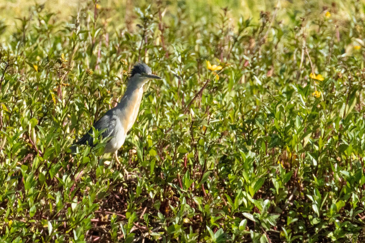 Striated Heron - ML623774719