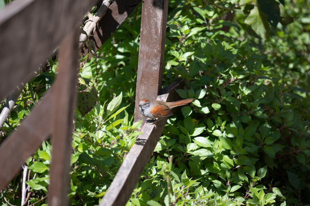 Sooty-fronted Spinetail - ML623774723