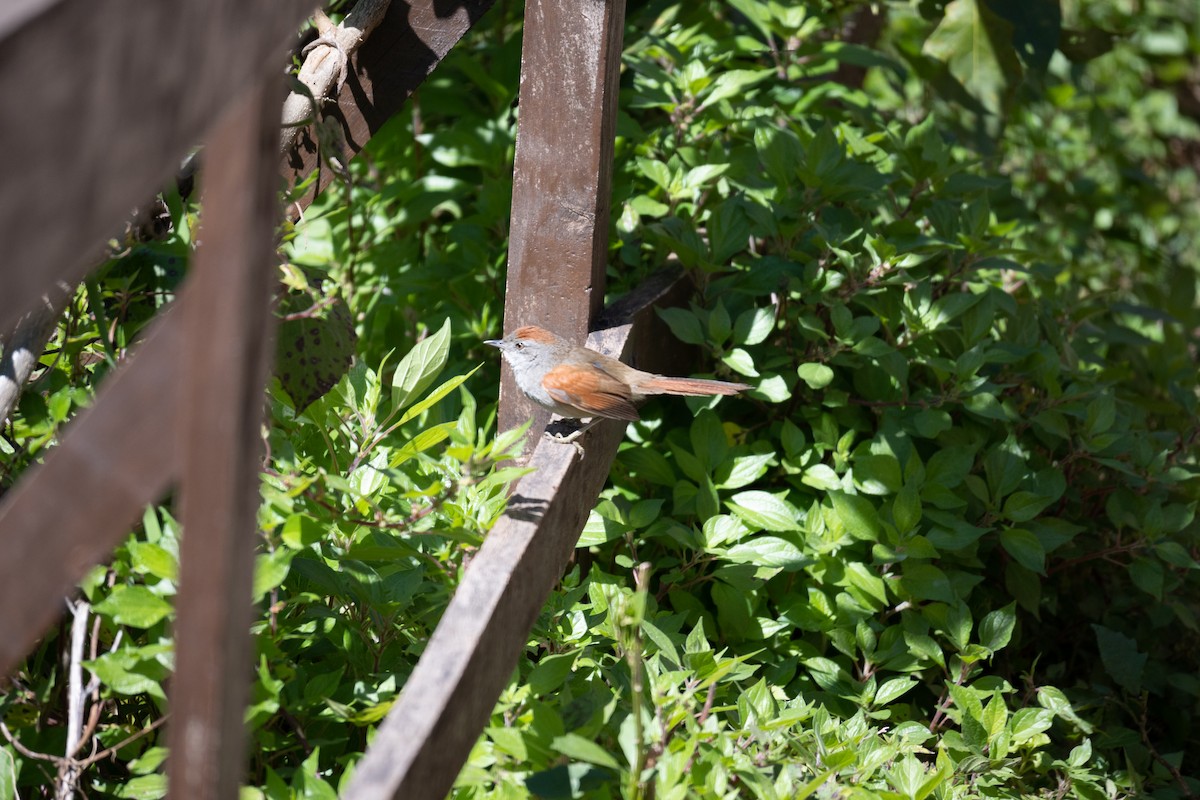 Sooty-fronted Spinetail - ML623774728