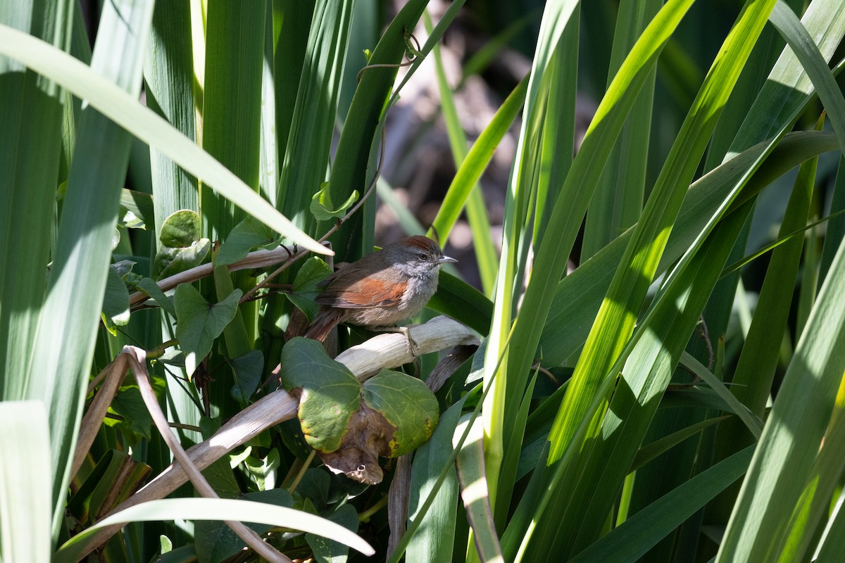 Sooty-fronted Spinetail - ML623774729