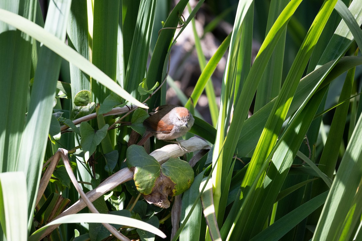 Sooty-fronted Spinetail - ML623774730