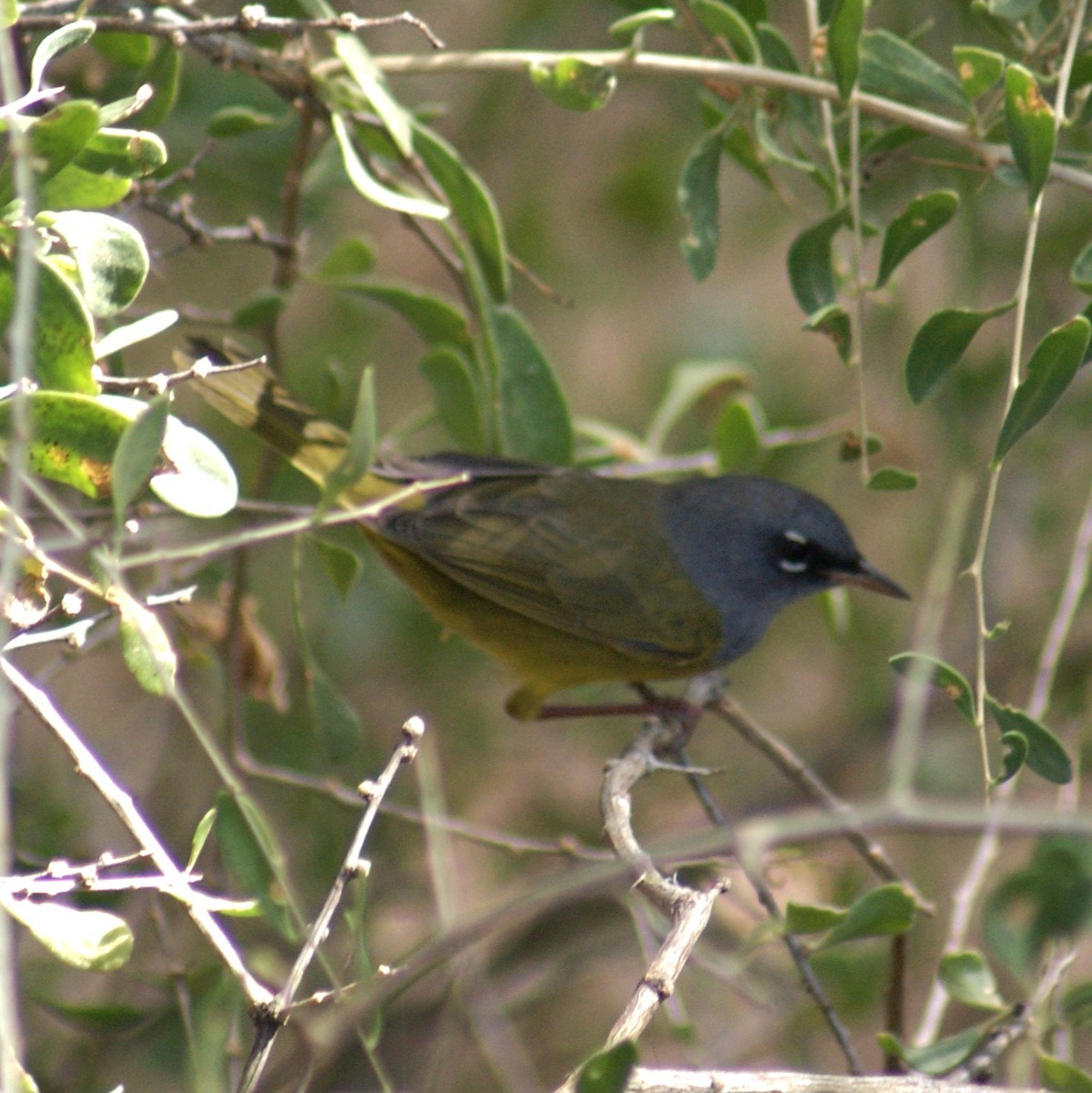 MacGillivray's Warbler - ML623774749